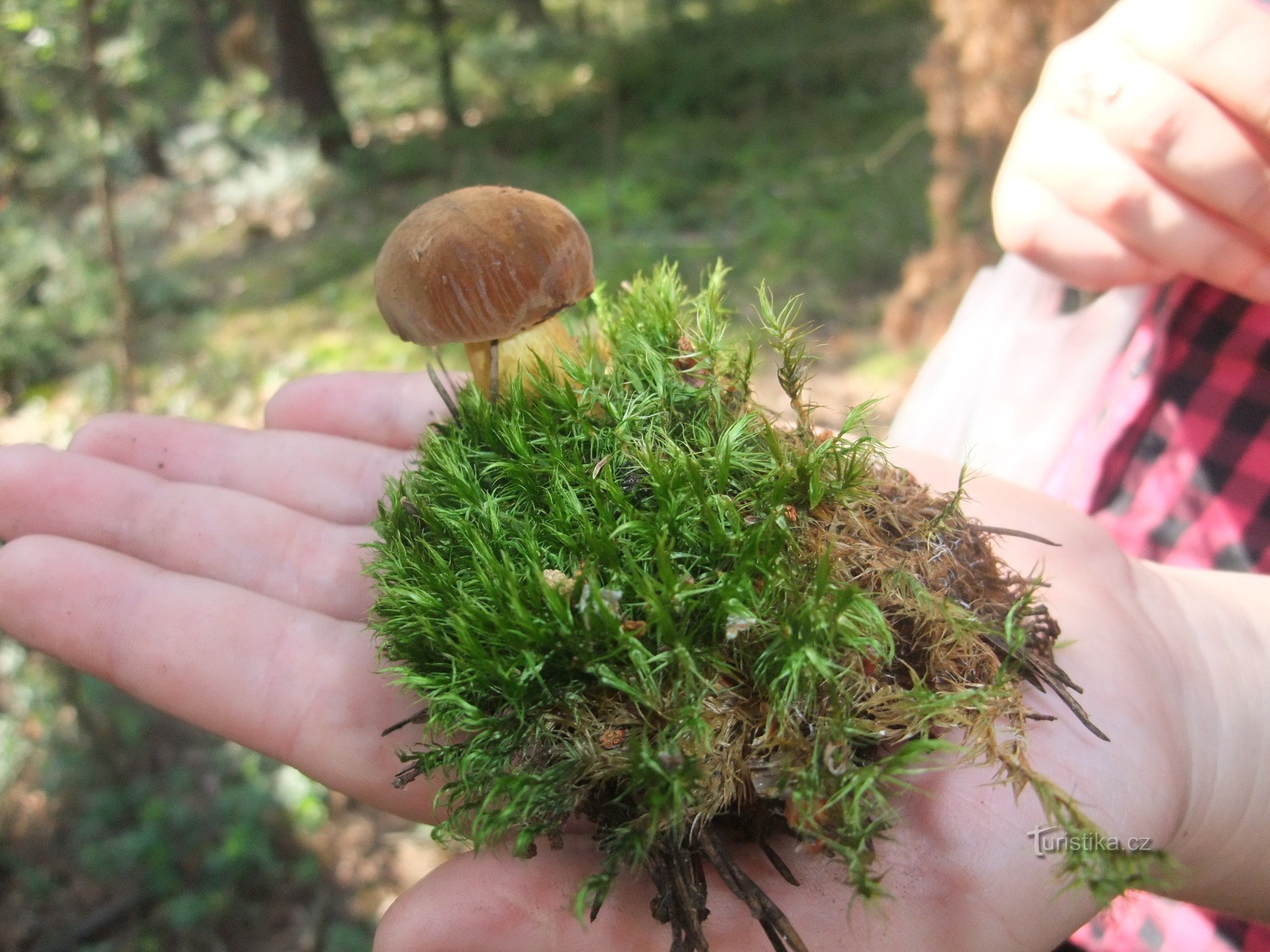 boletus eli porcini sieni