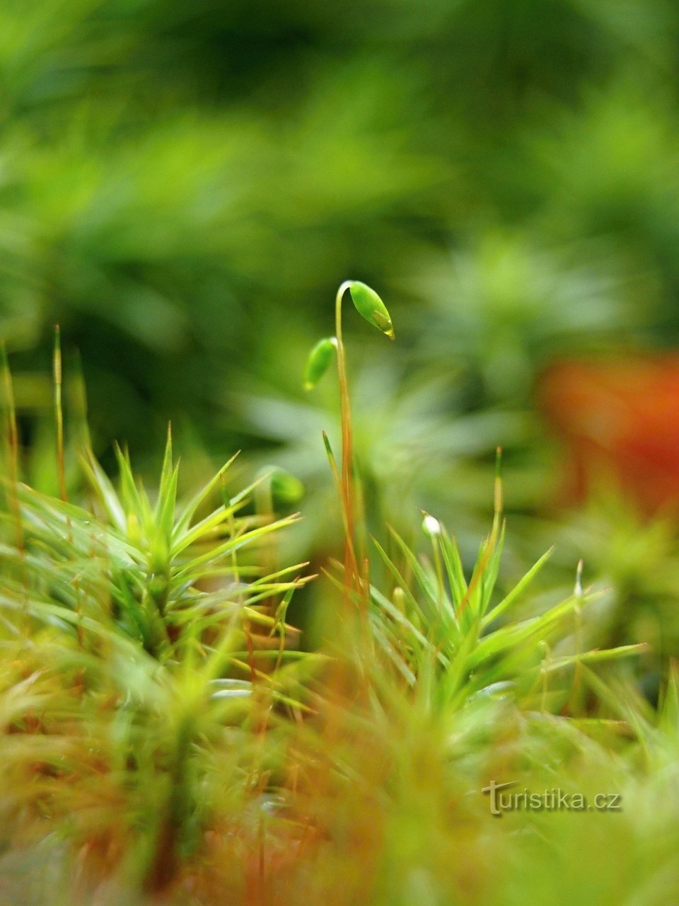 Šumava is rich in mosses