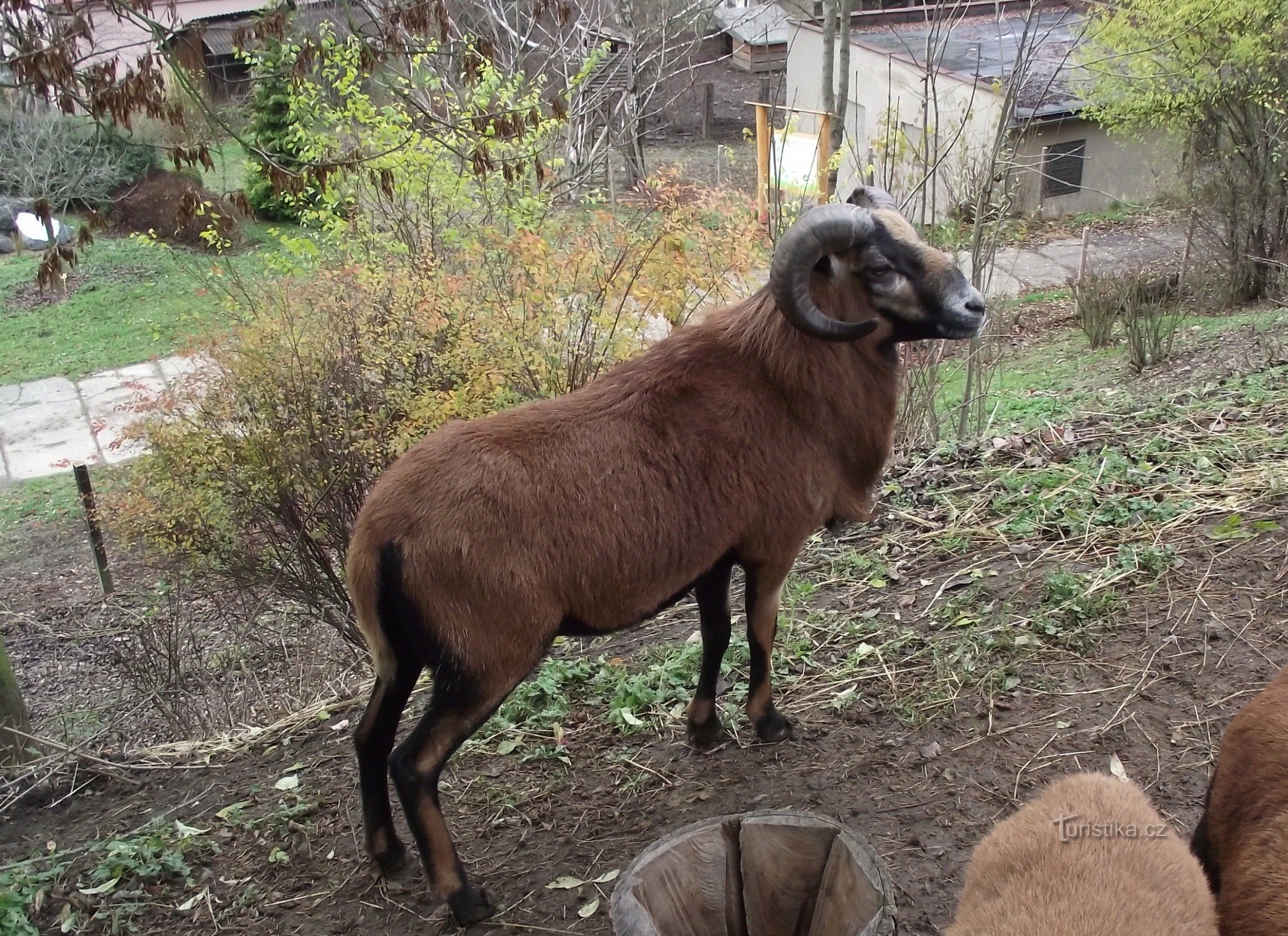 Šumperk - Arboretum SOŠ 2 またはてんとう虫のブタの動物園とその他のボーナス