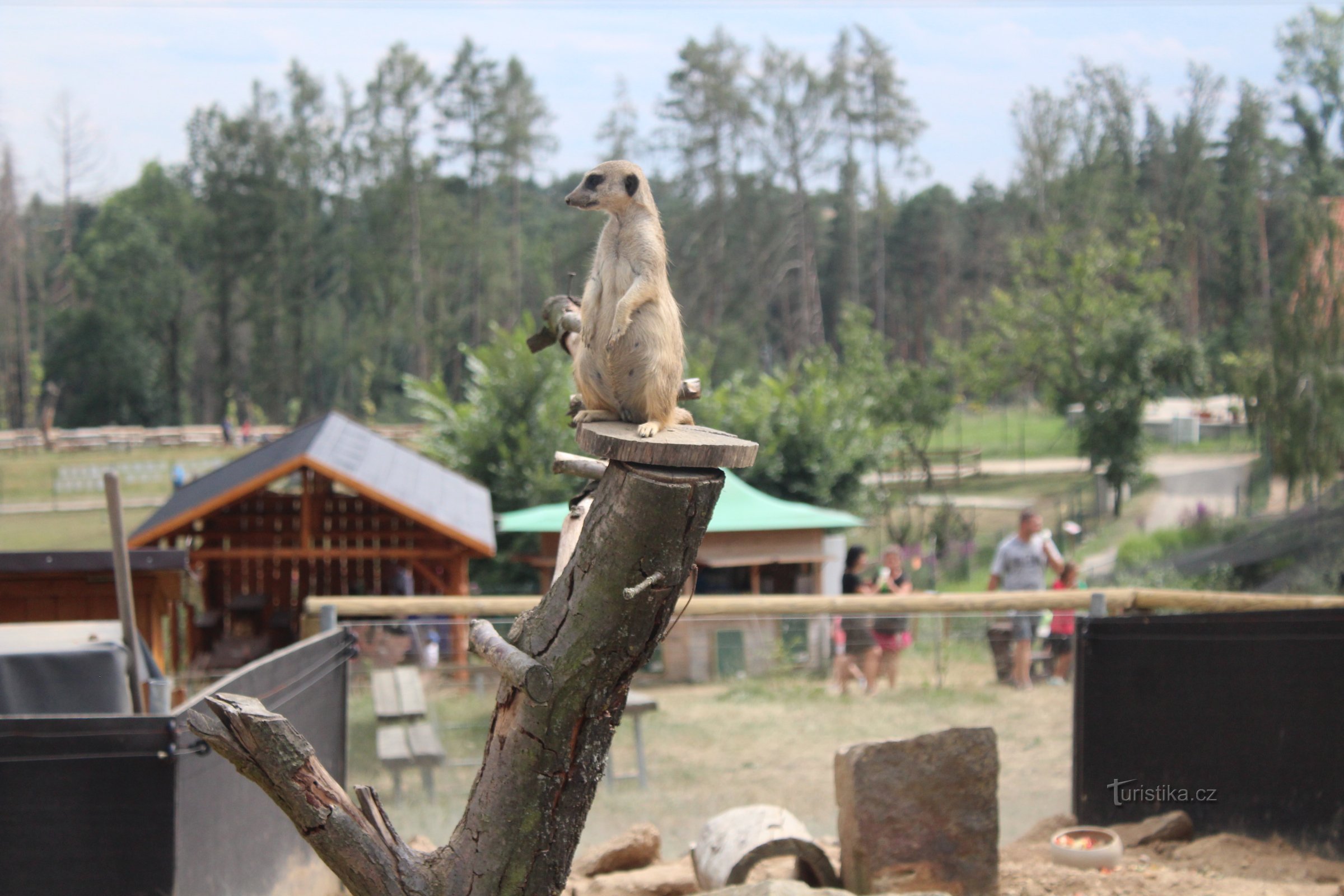 Meerkat op wacht