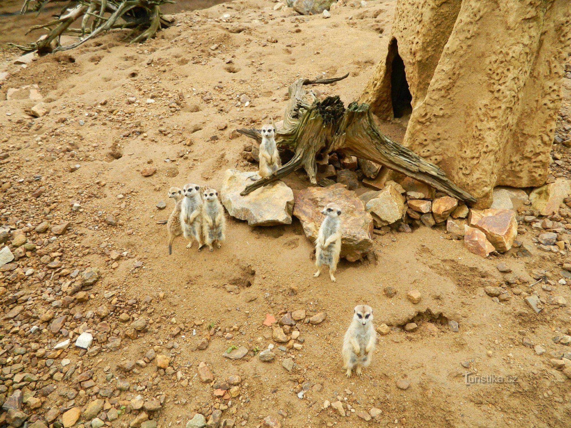 meerkats