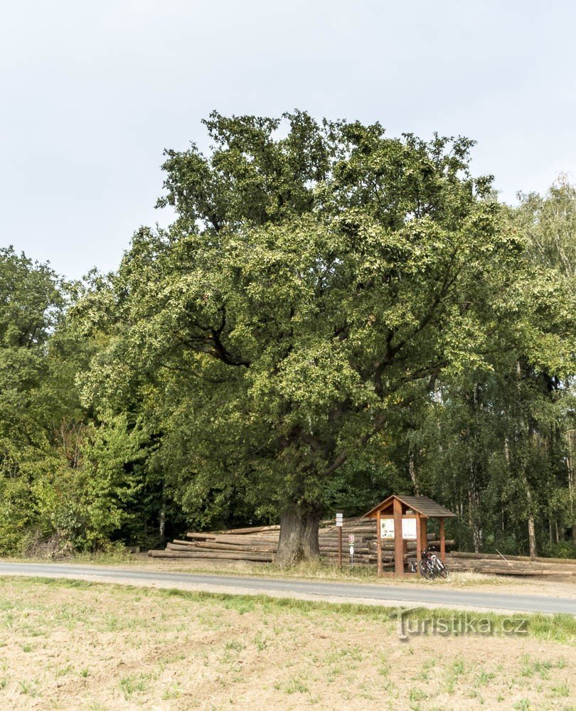 Quercia di Švabenice