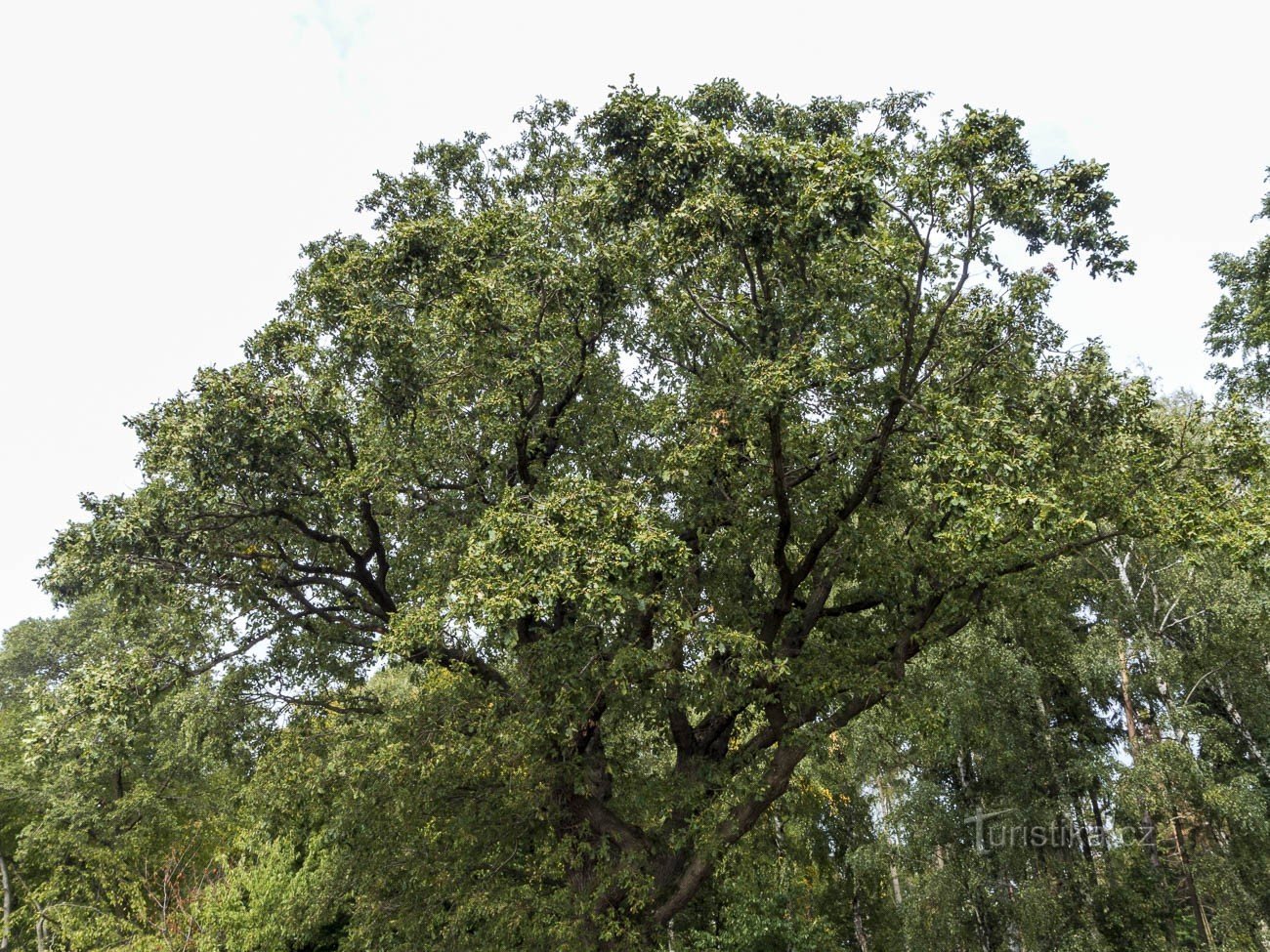 Švabenice oak