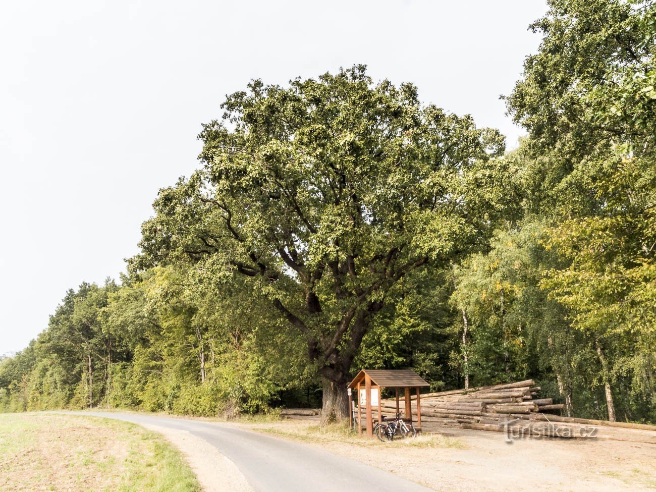 Quercia di Švabenice