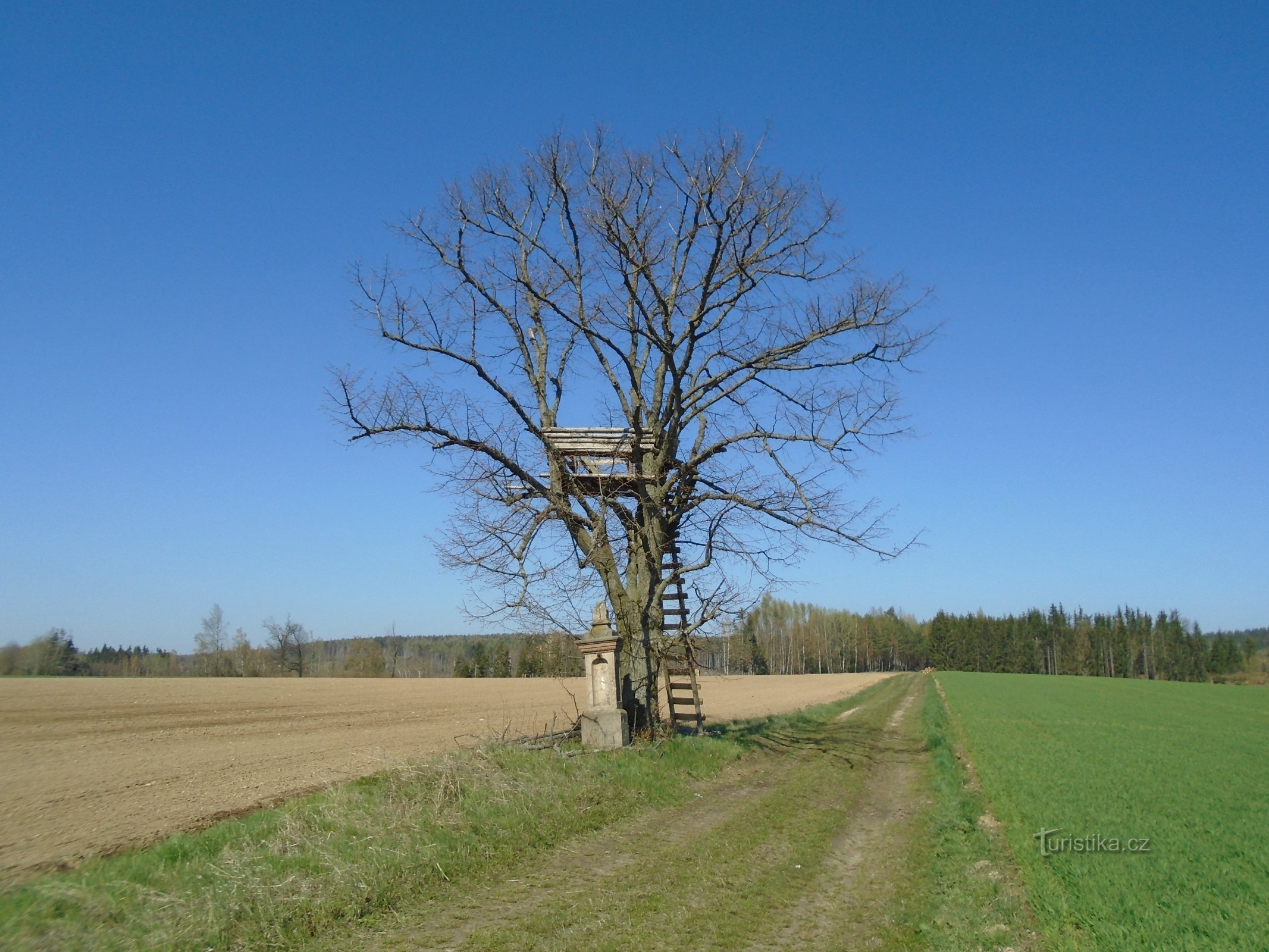 Kakkerlak Kruis (Gemiddeld)