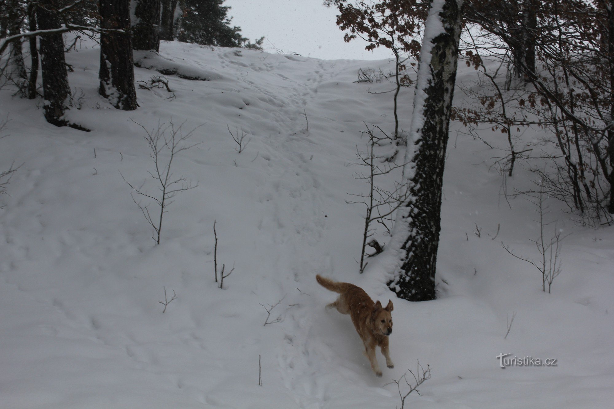 De helling en de stoeiende hond