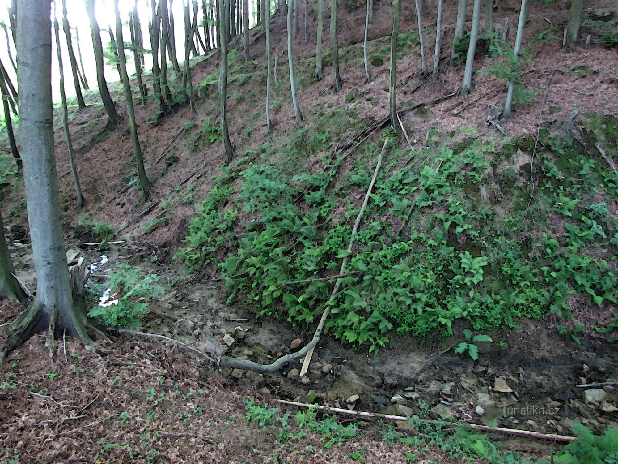 pente au-dessus de la gorge du ruisseau