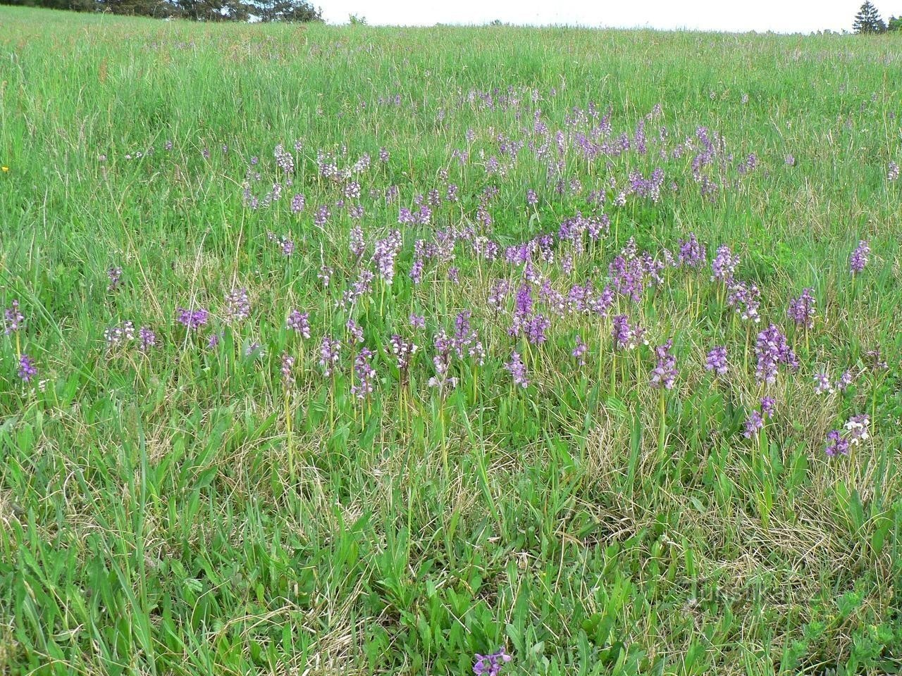 Svaté Pole, view of a part of the meadow with interlopers