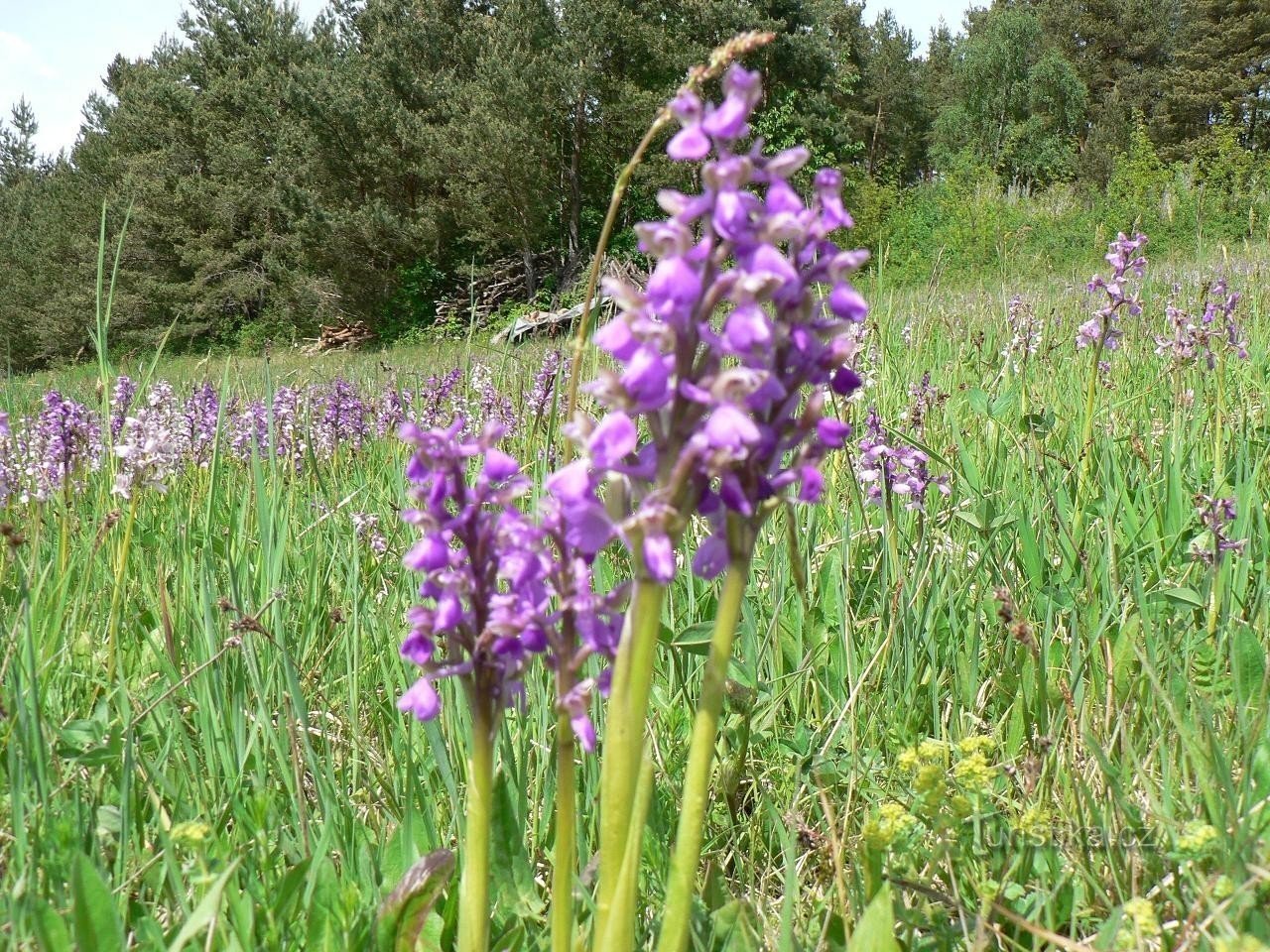 Heiliges Feld, Tausende von Orchideen