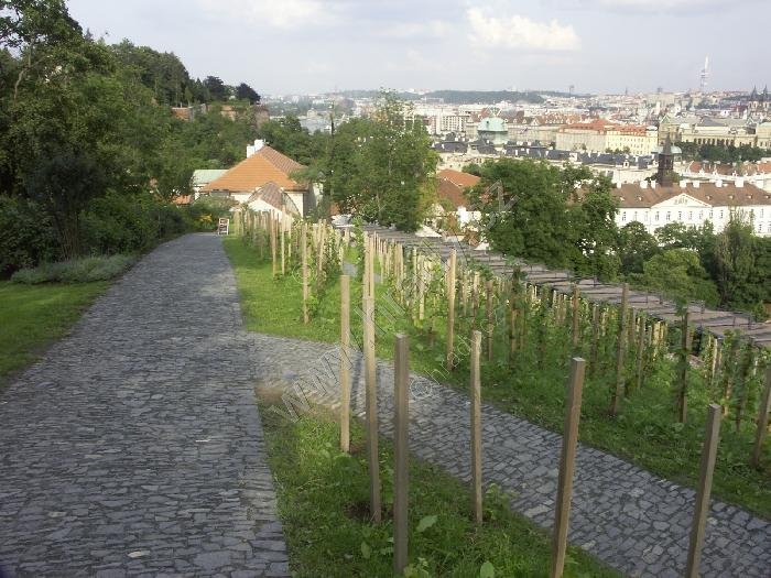 Svatováclavská vinice