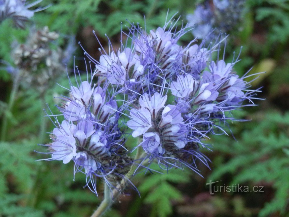 Buchet de frunze