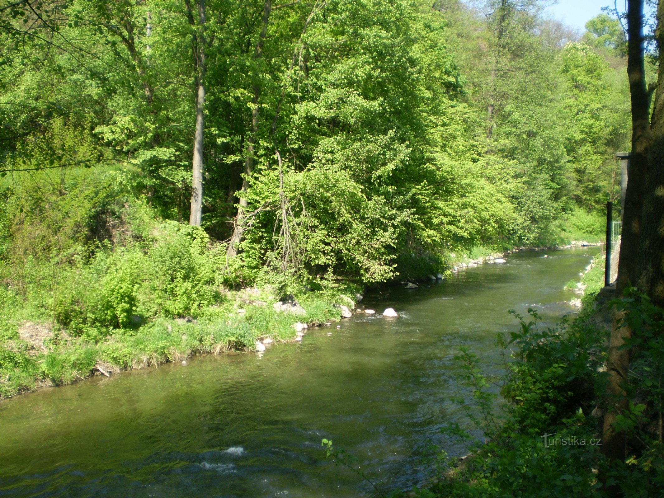 Svitava between Babice and Bílovice 1