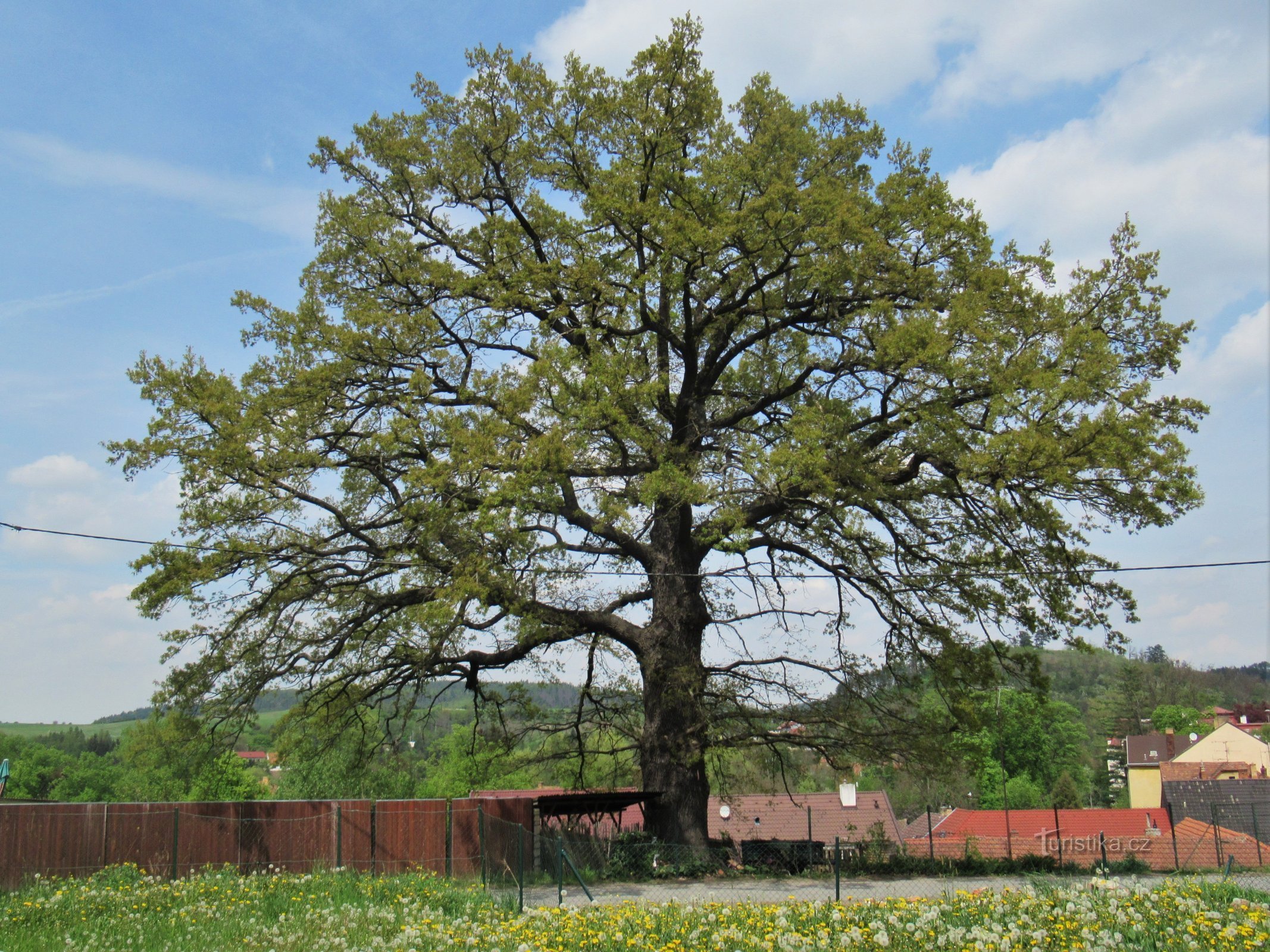 Svitavka - summer oak at the vicarage