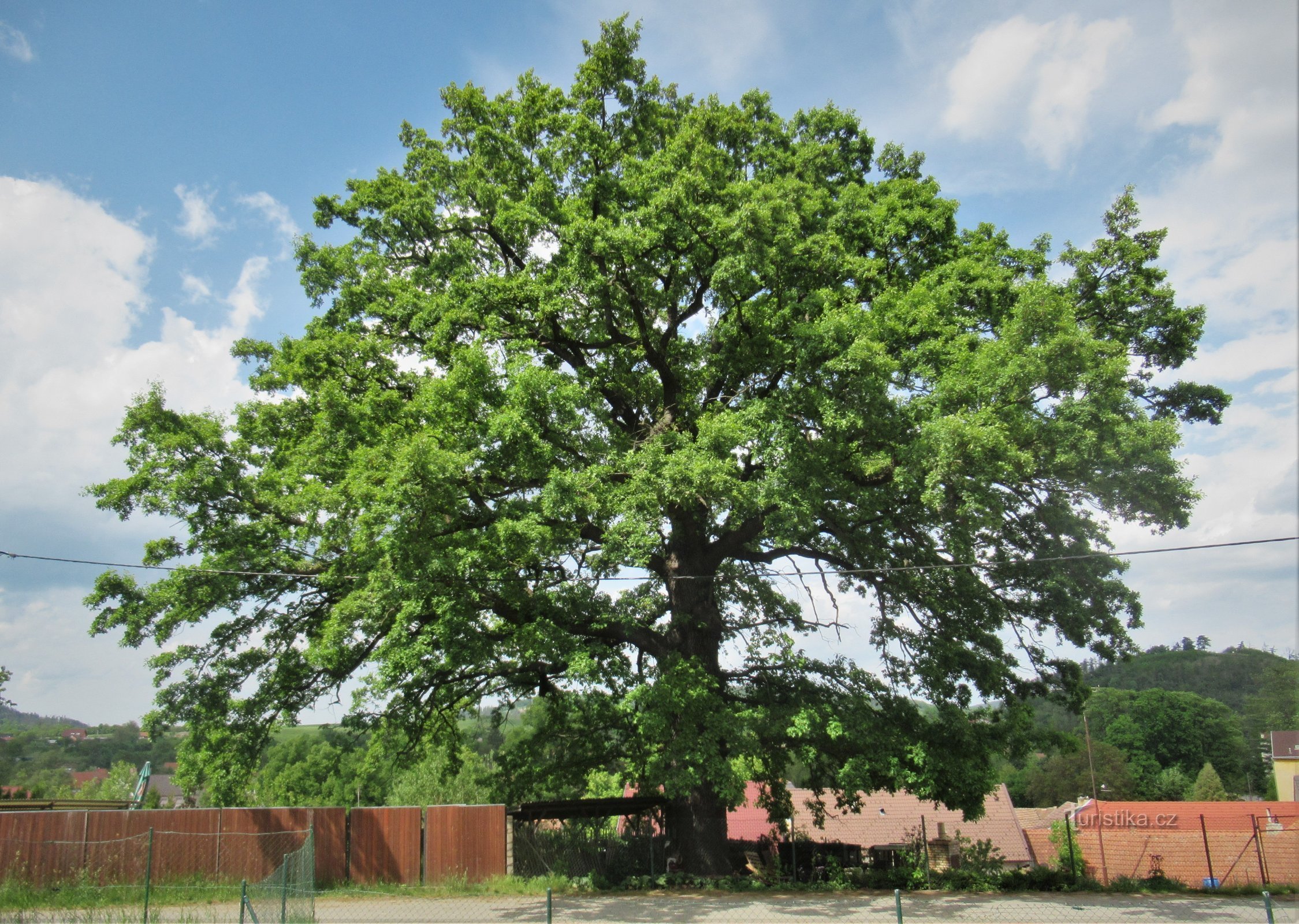 Svitavka - summer oak at the vicarage