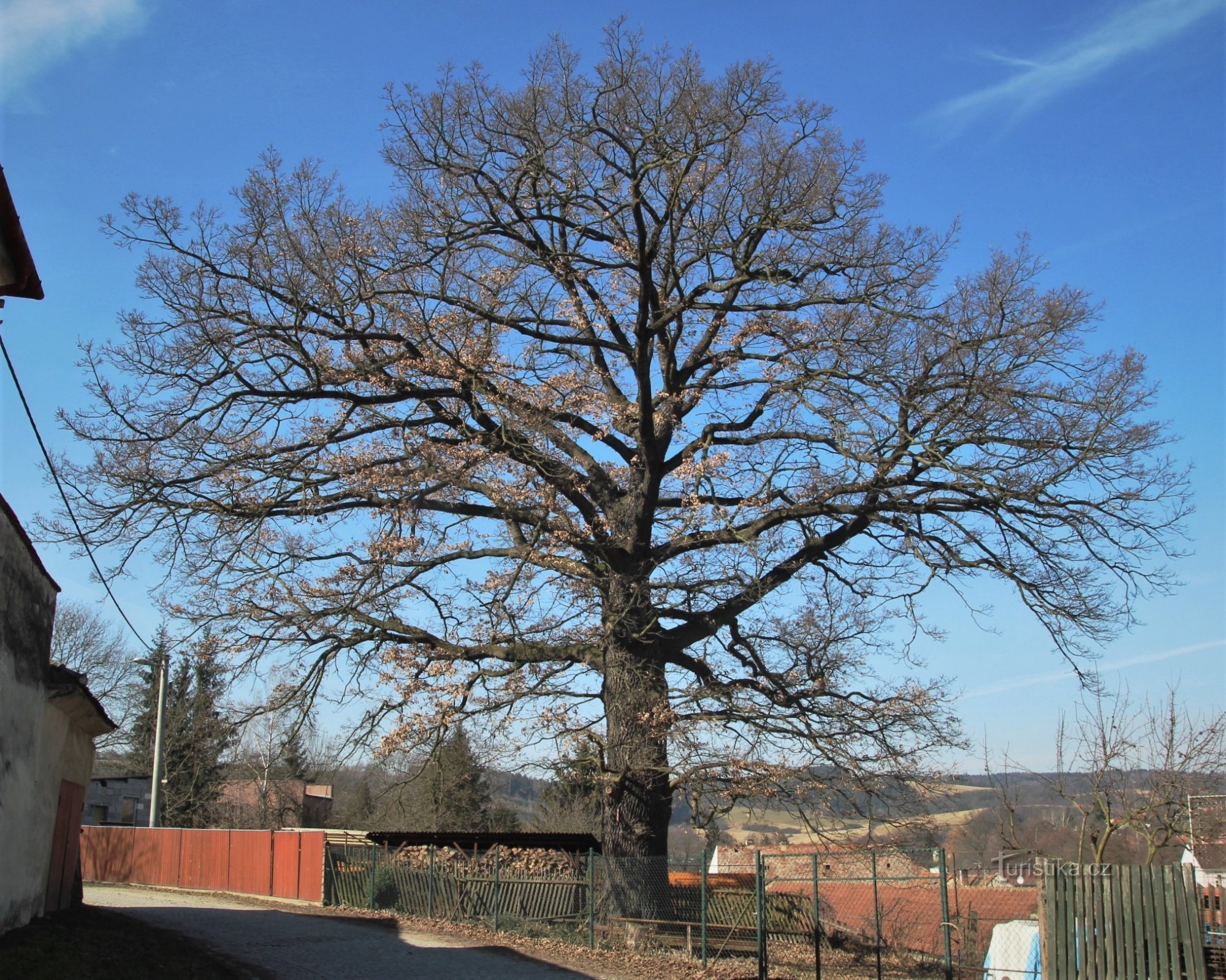 Svitavka - summer oak at the vicarage