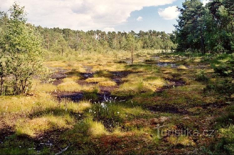 Sumpf: Blick von der Straße