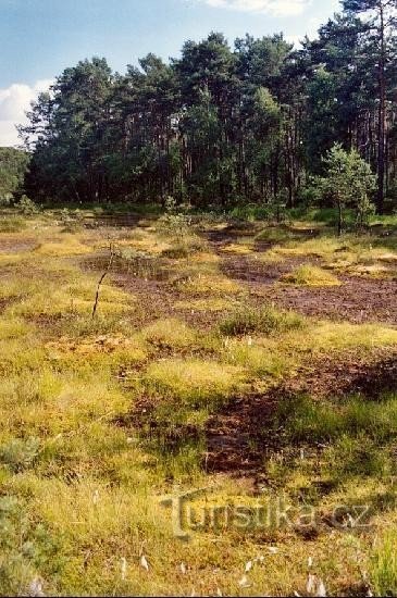 Marais : vue depuis la route