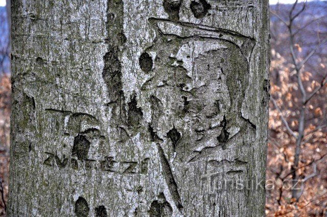 TGMasaryk, carved into the bark. Vrch Ocásek, Chřiby.