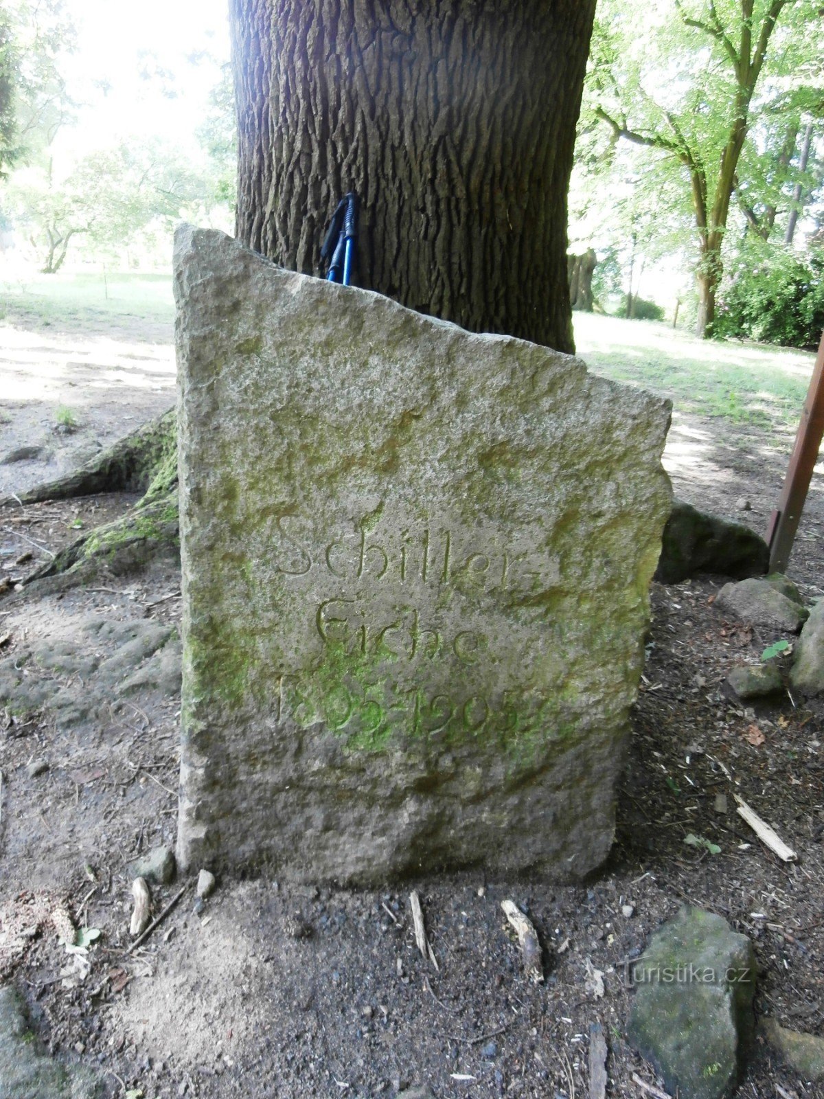 Tady stojí Schillerův dub zasazený 27.4.1905 ke 100. výročí úmrtí..