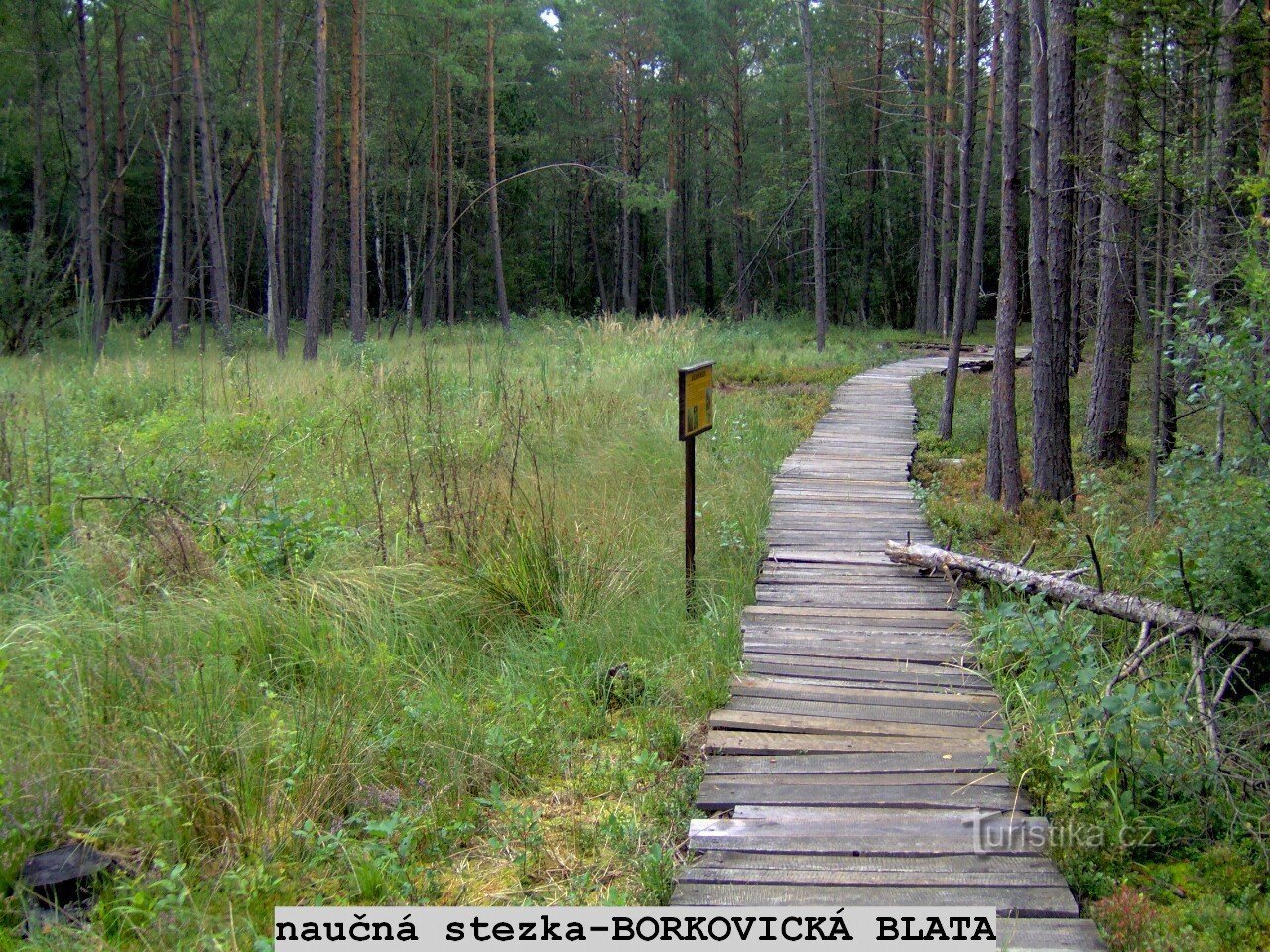 Mysterious Borkovická mud