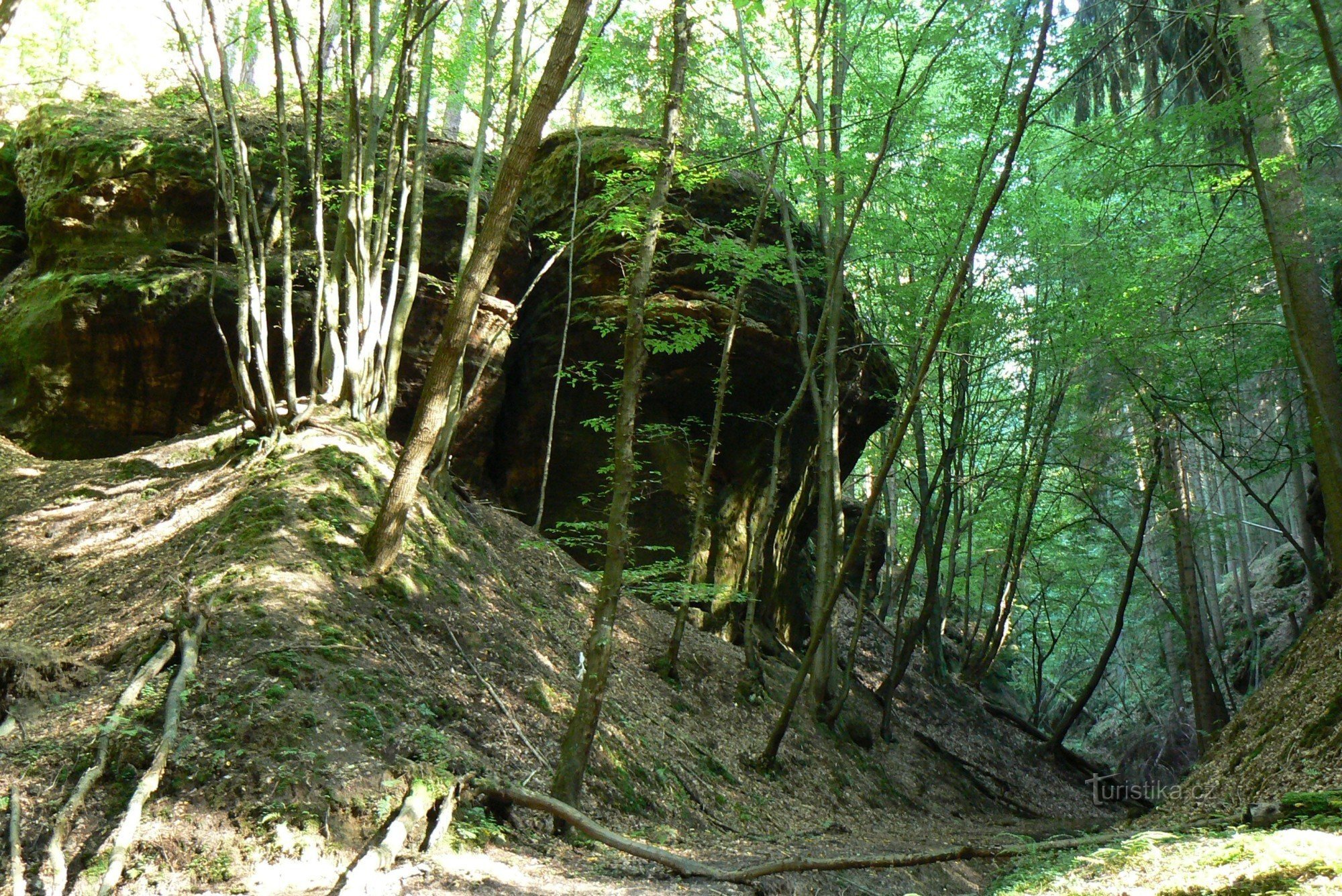 Mystisk skog