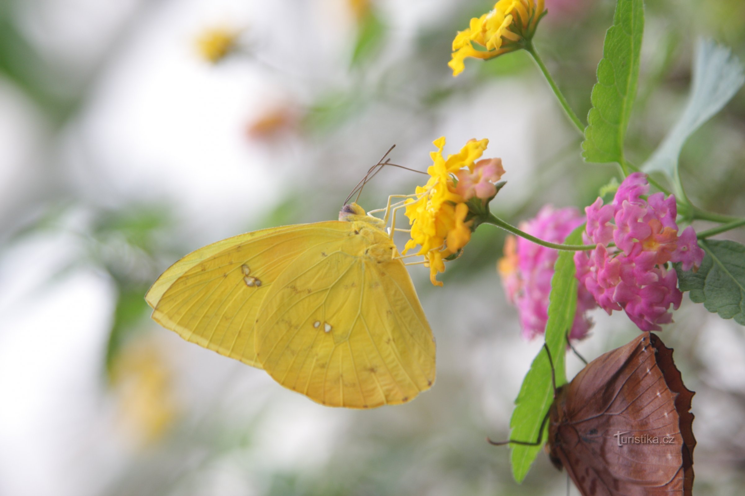 A misteriosa vida das borboletas será apresentada por uma exposição na estufa Fata Morgana