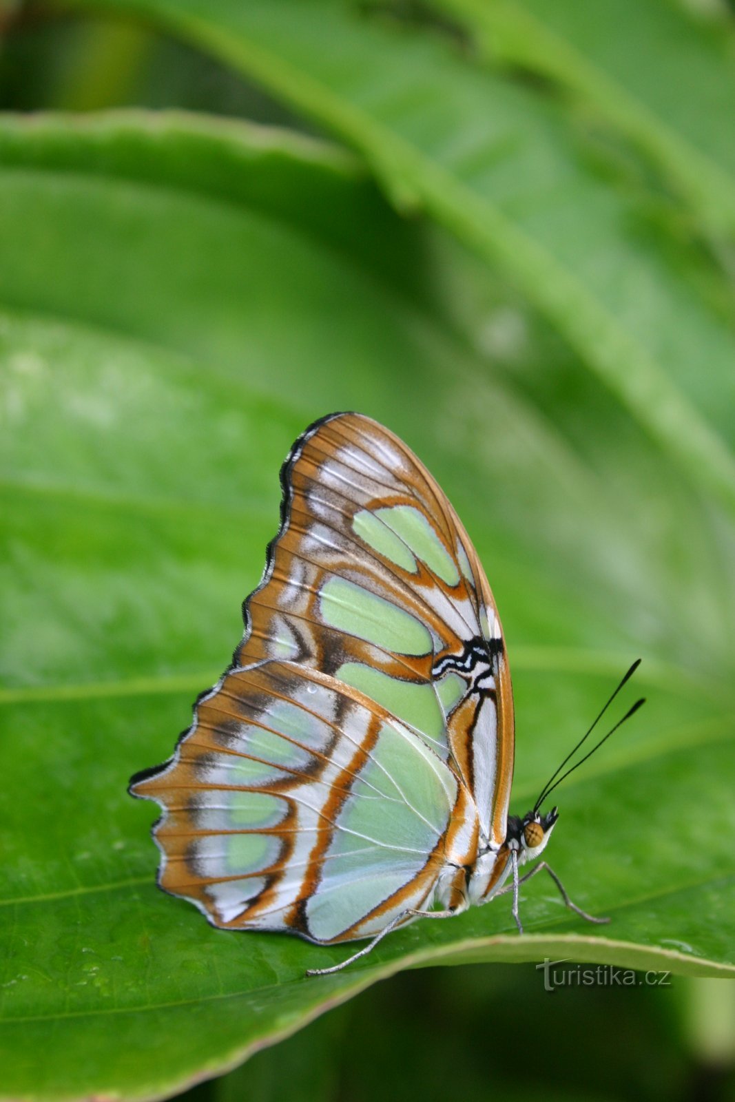 Skrivnostno življenje metuljev bo predstavila razstava v rastlinjaku Fata Morgana