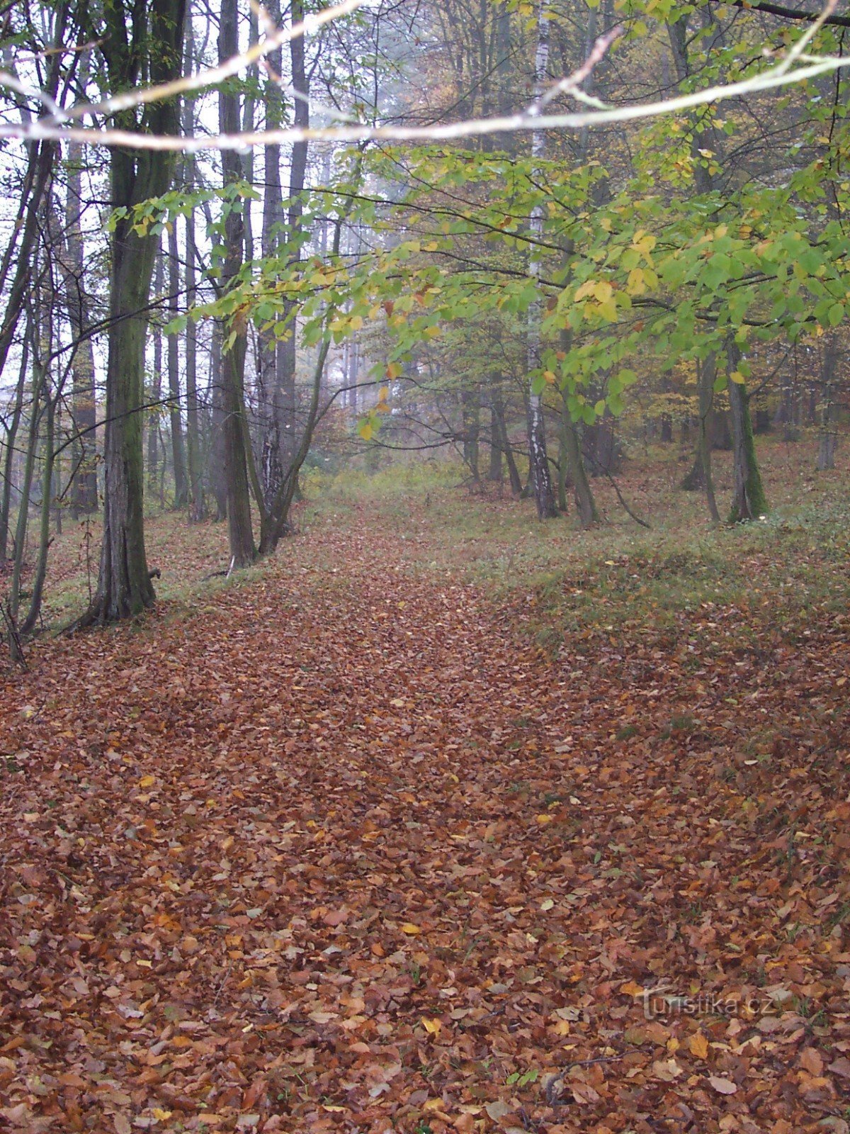 ....... näin metsäpolku jatkuu puiden läpi.