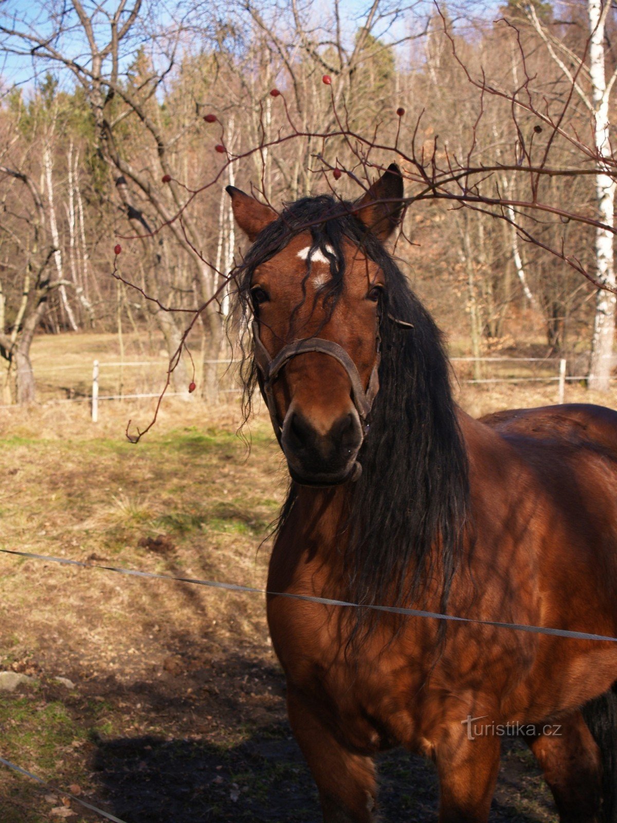 Cavalli pesanti