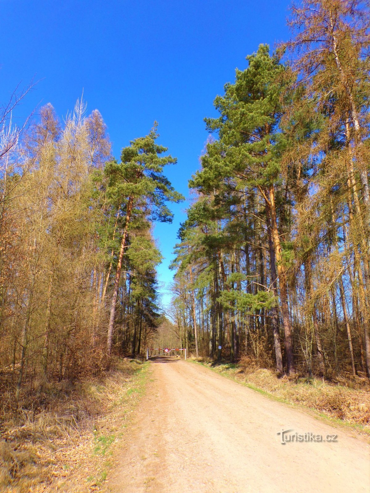 Техловицкий лес (Техловице, 27.3.2022)