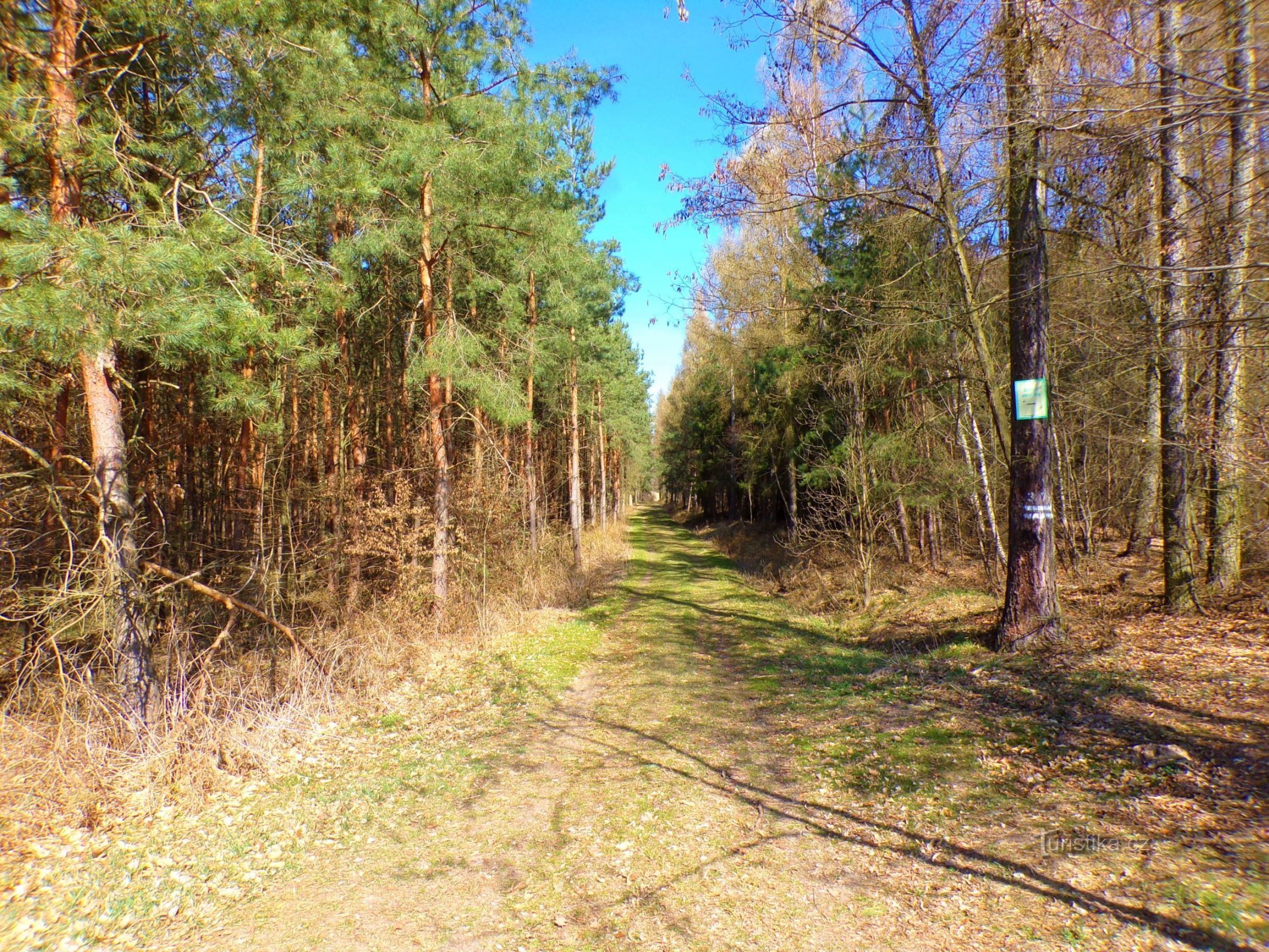 Těchlovice forest (Těchlovice, 27.3.2022)