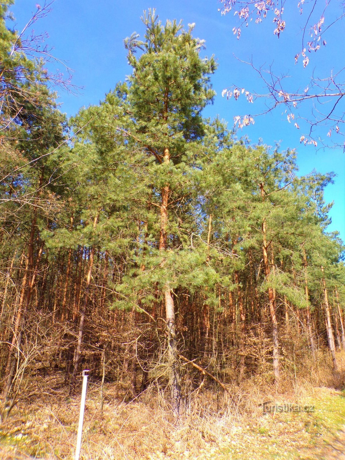 Těchlovice-skogen (Těchlovice, 27.3.2022 mars XNUMX)