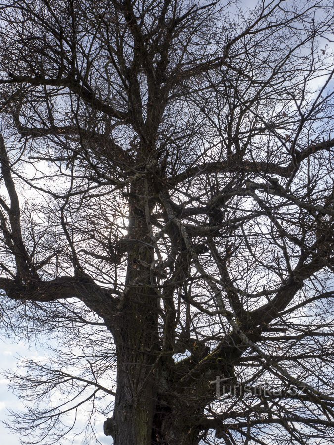 Almost a memorial tree