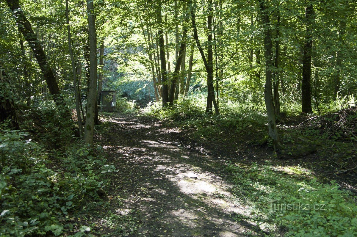 Bosque oscuro