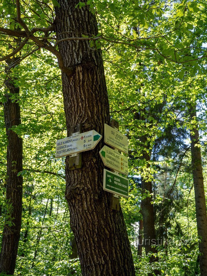 That signpost was on another tree