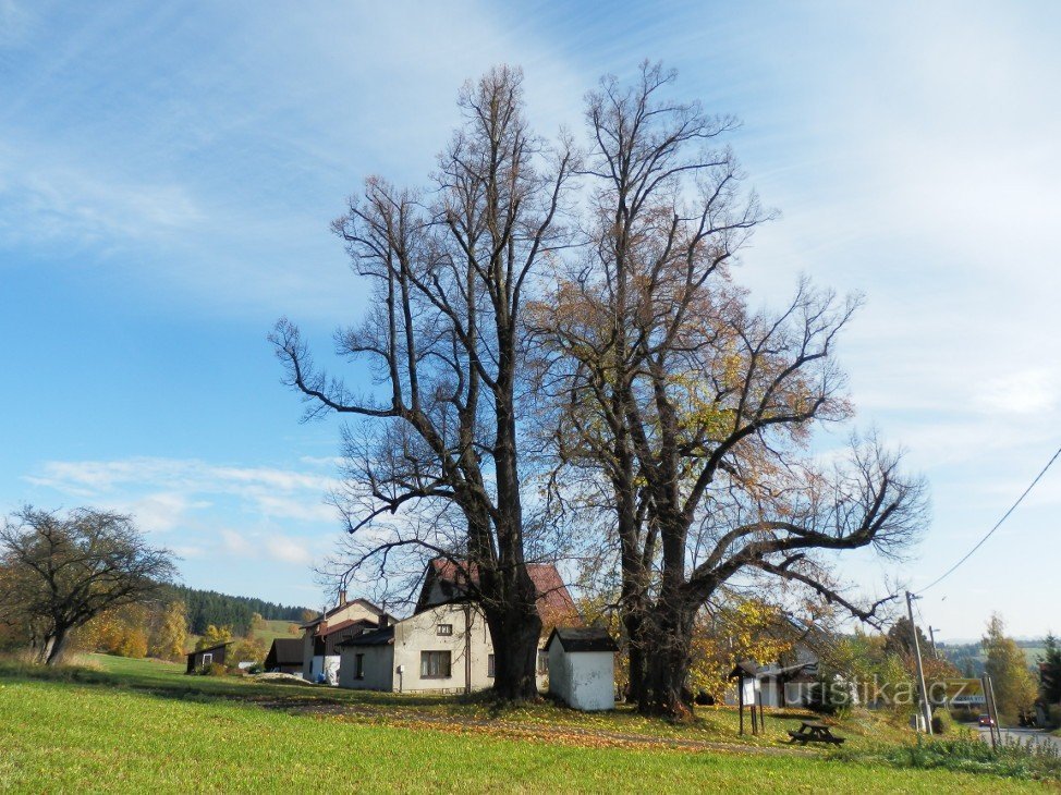 Těpeřské lípy