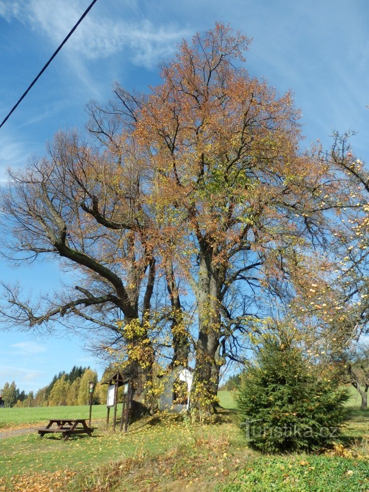 Lime trees from Tepera