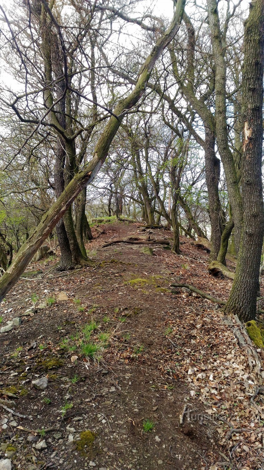 Teplický hrib