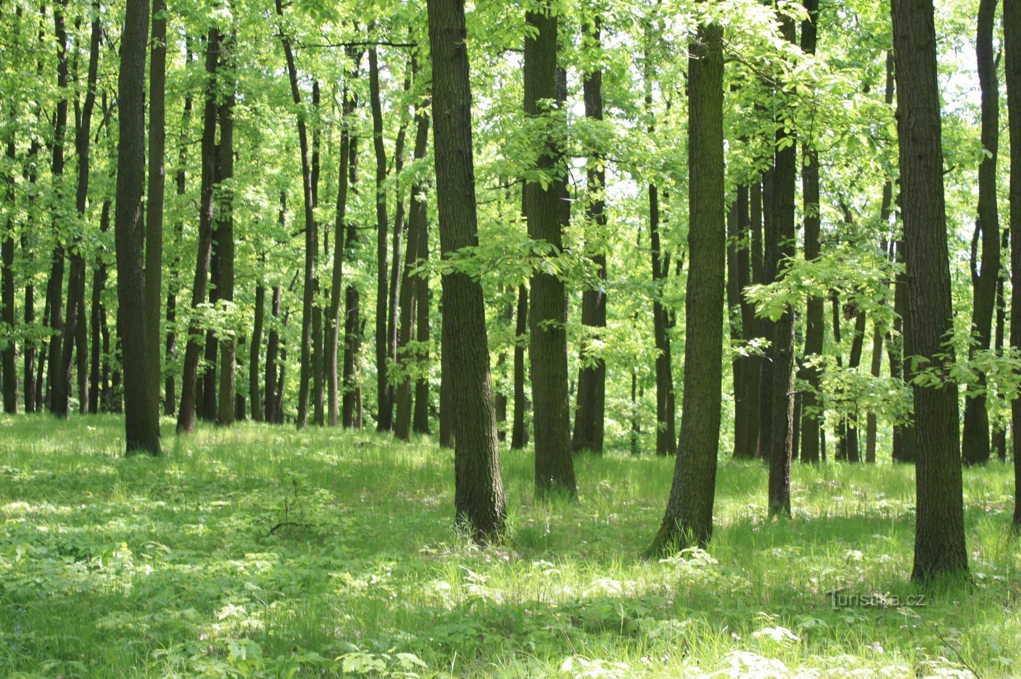 Thermal oak wood in Zlobica
