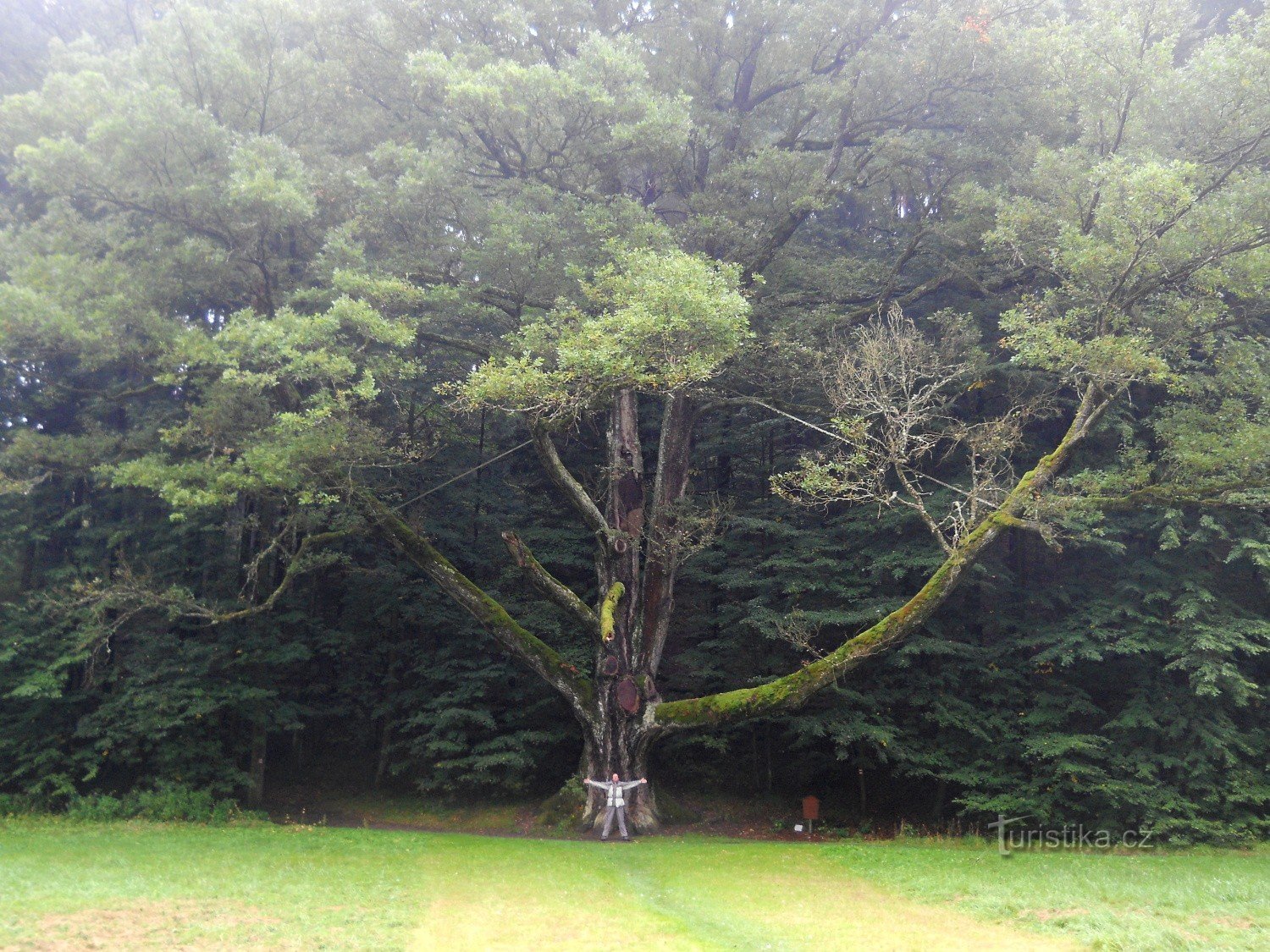 Terčino údolí - - arbre commémoratif