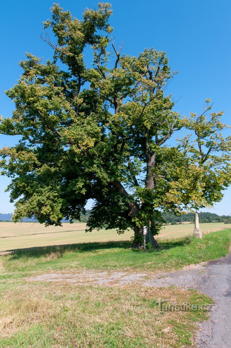 Tešan linden