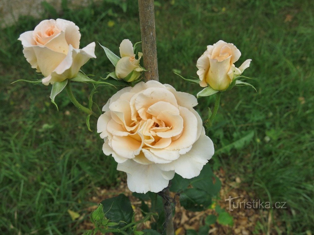 Tetín – la rosa del mundo checo