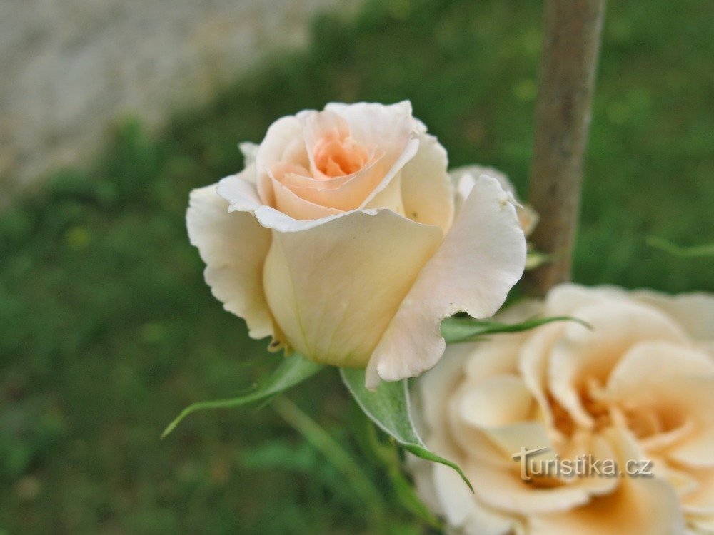 Tetín – чеська світова троянда