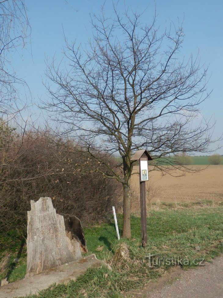 Teodoro II, con il resto del busto di Teodoro I davanti a lui a sinistra