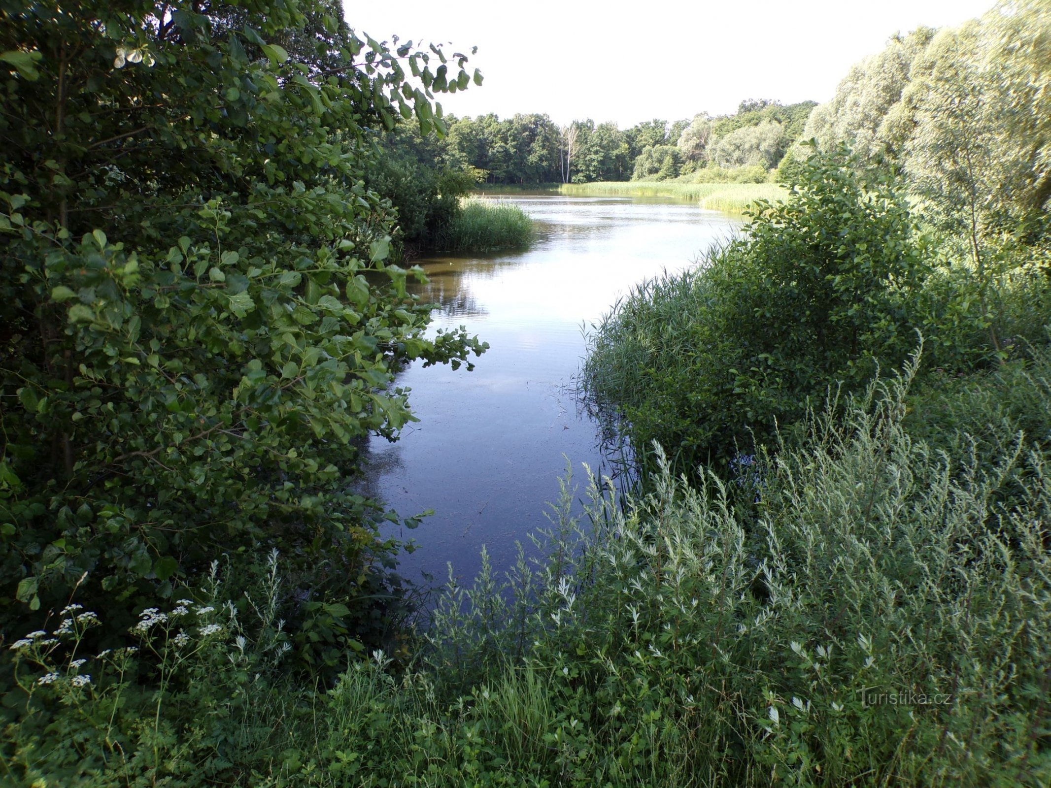 Csendes tó (Bohdaneč gyógyfürdő, 19.7.2021.)