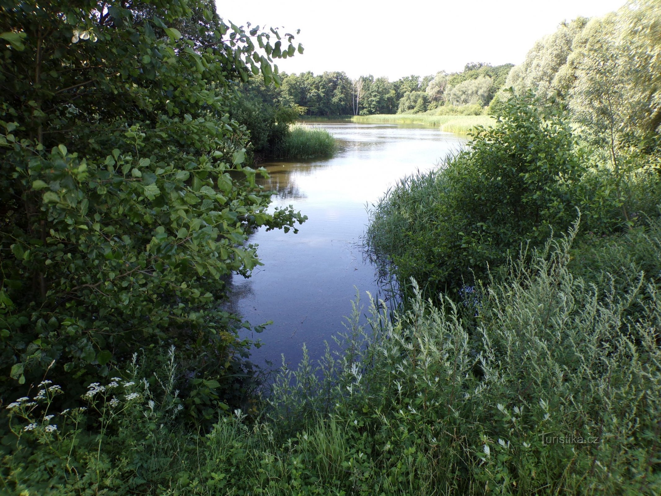 Yên tĩnh Pond (Bohdaneč Spa, 19.7.2021)