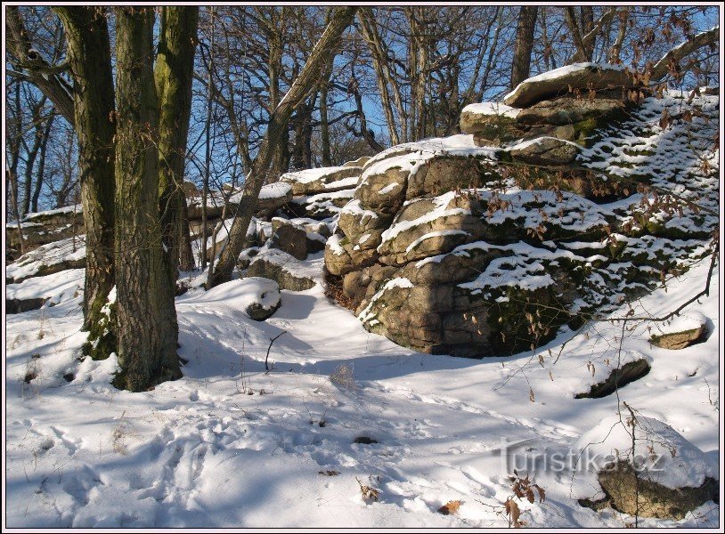 Roccia di tasso