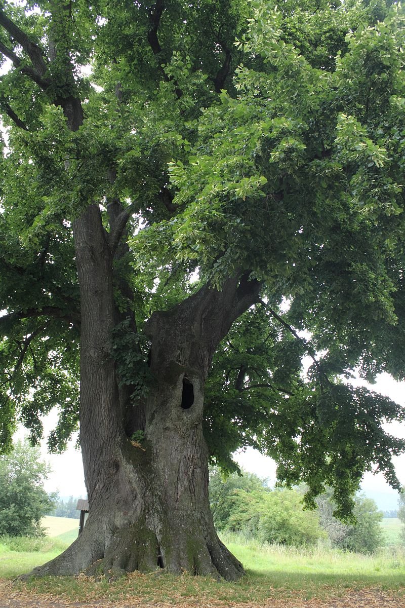 Thousand-year-old linden - Kotel village