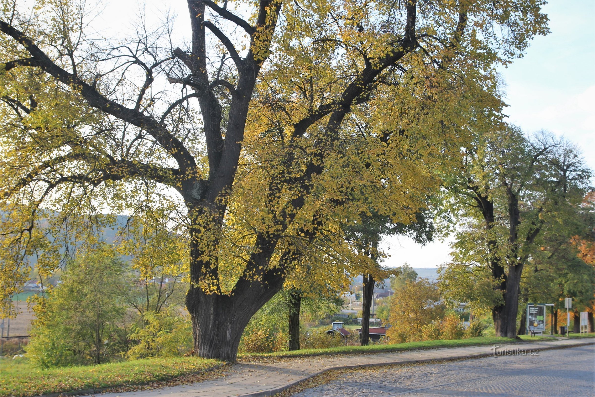 Tišnov - hilera de árboles en la calle Brněnská