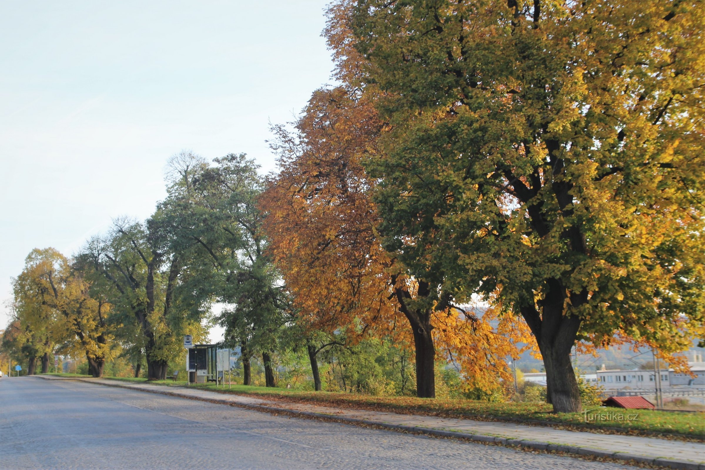 Tišnov - fileira de árvores na rua Brněnská